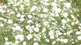 カスミソウの収穫がピーク 純白の小さな可憐な花が魅力 大分 | 大分のニュース|OBS NEWS|大分放送