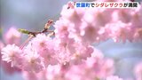 ピンクのトンネル　世羅町でシダレザクラ満開|TBS NEWS DIG