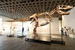 ティラノサウルス化石の落札額、過去最高の約81億円－米サザビーズ| TBS CROSS DIG with Bloomberg