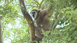ときわ動物園のシロテテナガザル展示再開 山口・宇部|TBS NEWS DIG