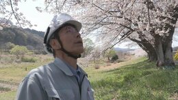 “一目千本桜”の命を繋ぐ樹木医「サクラがこんな力を持っているのか」胸を突かれたあの日|TBS NEWS DIG
