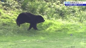 木の上にクマ1頭 現場に緊張 市がわなを設置するも捕獲には至らず 岩手・釜石市|TBS NEWS DIG