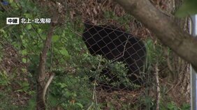 ショッピングセンター近く、北上江釣子IC付近の茂みにクマ居座る 現地から中継 わなをしかけた捕獲に変更 岩手・北上市|TBS NEWS DIG