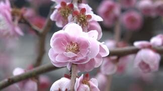 高知城「詰門」解放、梅の花が咲き始める　現在は“5分咲き”、見ごろは3月上旬⋯白・ピンク・黄色などの花が出迎える　|　高知のニュース・天気｜KUTV NEWS | KUTVテレビ高知