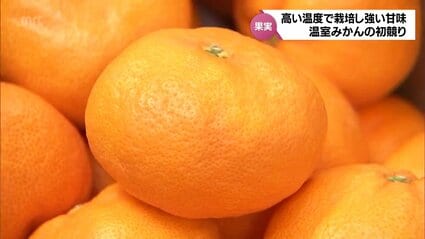 強い甘味が特徴 ハウスの中の高い温度で栽培した「温室みかん」 宮崎市