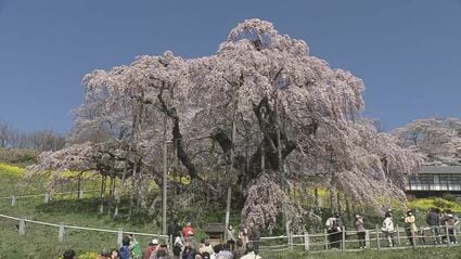 桜ってこんなにも感動させるんだ」日本三大桜・三春滝桜が満開 福島