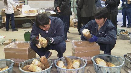 JA小松市でタケノコ出荷開始 2026年は収穫量多い「表年」 | 石川県の