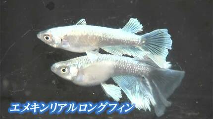 メダカ4匹セットで190万円！（新車1台買える）「奥深きメダカの世界