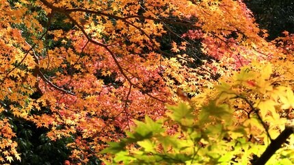 総社市の豪渓で紅葉が見ごろ 色付いた木々と屏風のような岩石の渓谷美