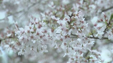 樹木が折れる被害も…強風に負けず「とっとり花回廊」サクラの見頃続く