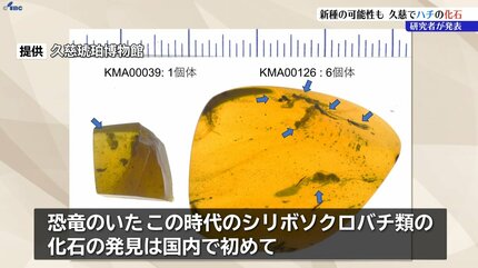 岩手県久慈市で後期白亜紀のシリボソクロバチ類の化石発見 新種の可能