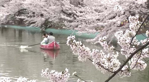 「満開！すごいハッピーです…」長野・須坂市臥竜公園の桜が満開…池の周りを囲むソメイヨシノなど20種類以上の桜約160本…日本の「さくら名所100選」さらに名物「黒おでん」も！　|　SBC NEWS | 長野のニュース | SBC信越放送