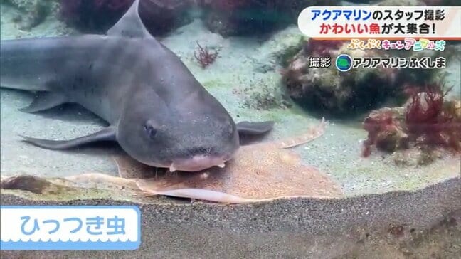 「離れたくない！」ドチザメの恋、そのお相手は・・・【ぷくぷくキュンアニマルズ最終回】　|　福島のニュース│TUF