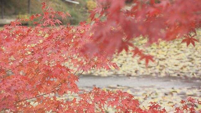 「今まで見た中で一番きれい」蛇の鼻の紅葉見頃　ライトアップはクマの影響で中止に　福島・本宮市|TBS NEWS DIG