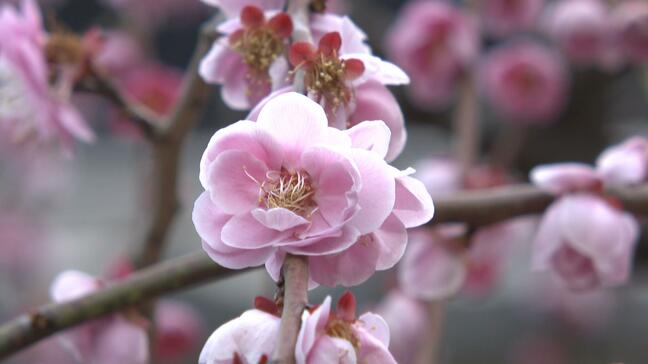 2地点で20℃超え、季節外れの暖かさに　高知城では梅の花が5分咲き、見ごろは3月上旬　この時期限定「詰門」も開放【高知】|TBS NEWS DIG