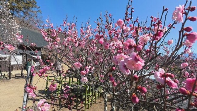 「92歳、また来年も来よう」　明治30年開園のウメの名所　早咲きのしだれ梅など見ごろに　山梨・不老園　　|TBS NEWS DIG