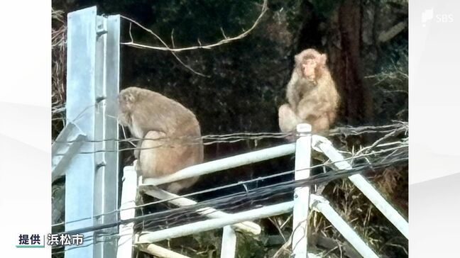 サルによるかみつき被害相次ぐ 年末年始の5日間で11人けが 親子とみられる2匹か＝浜松市天竜区|TBS NEWS DIG