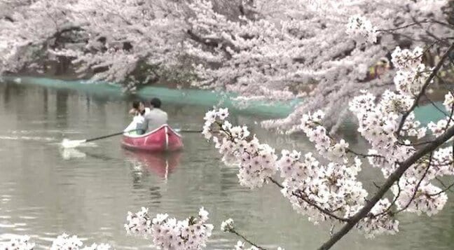 「満開！すごいハッピーです…」長野・須坂市臥竜公園の桜が満開…池の周りを囲むソメイヨシノなど20種類以上の桜約160本…日本の「さくら名所100選」さらに名物「黒おでん」も！|TBS NEWS DIG