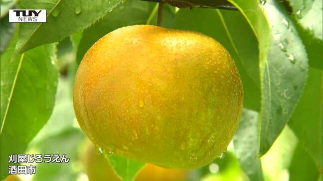 台風１０号が気になる中で地域名産の刈屋梨の収穫最盛期…スケジュールを前倒し、棚に支柱や防風ネットで対策も（山形）|TBS NEWS DIG