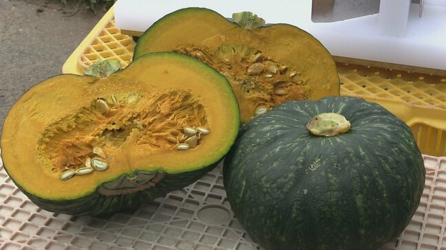 栗のように甘い ブランドかぼちゃ「くり大将」の収穫 五島市で始まる|TBS NEWS DIG