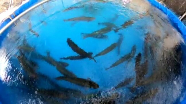 「めちゃくちゃうまい」 ご当地サーモン“サイモン”が小学校の給食に 愛媛・西条市|TBS NEWS DIG