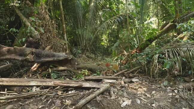 ブラジル・アマゾン　1か月で東京23区の1.5倍の面積の森林が消失|TBS NEWS DIG