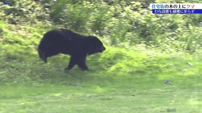 木の上にクマ1頭 現場に緊張 市がわなを設置するも捕獲には至らず 岩手・釜石市|TBS NEWS DIG