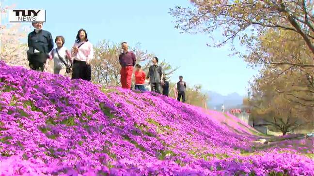 「毎年見て感激する」立谷川の春の名物 "芝桜" が見ごろ!ゴールデンウィークお出かけスポット(山形)|TBS NEWS DIG
