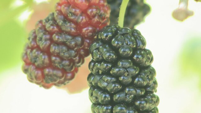 かつて養蚕が盛んだった地域で桑の実摘み 観光農園が今年も期間限定で開園 山梨・甲斐市|TBS NEWS DIG