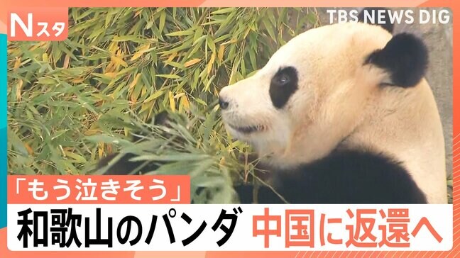 「もう泣きそう」「大打撃」パンダが日本からいなくなる！？一方で、茨城県の動物園で“パンダ誘致”の動きも【Nスタ解説】|TBS NEWS DIG