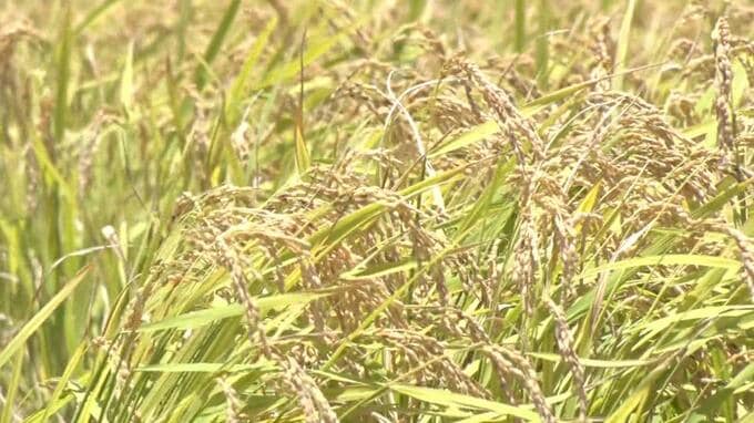 サンエーが「古古米」を税抜き2000円前後で販売へ　売り渡しの申し込みを政府が承認　イオン琉球も　|　沖縄のニュース｜RBC 琉球放送