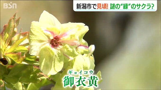 わずか4本 大変珍しい“黄緑色”のサクラ『御衣黄(ギョイコウ)』が間もなく満開に…　新潟市　|　新潟のニュース・天気｜BSN NEWS｜BSN新潟放送