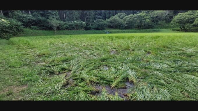 サルに襲われ登校中の中学生ケガ　約30匹サル大群が各地で出没　サルの群れが収穫直前のイネ踏み荒らす被害も…農家悲鳴　サル集団はどこからやって来る？|TBS NEWS DIG