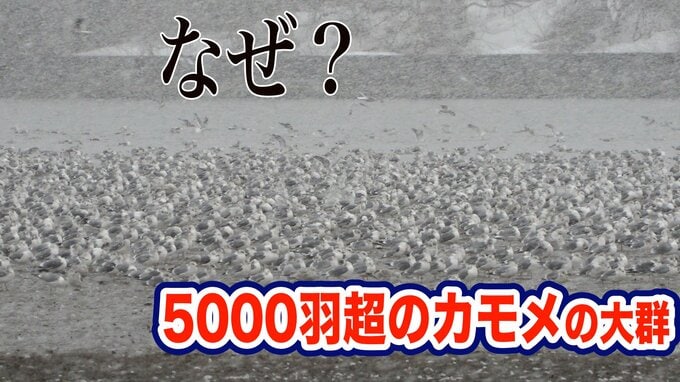 「５０００羽余りのカモメの大群」その理由は？|TBS NEWS DIG