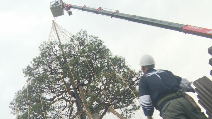 「マツを駅のシンボルに」小松駅で雪吊り作業始まる　|　石川県のニュース｜MRO北陸放送