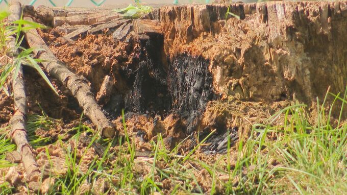 「木の根が燃えている」通りかかった男性が110番　近所の住民がバケツで消火　火の気なく放火も視野に原因調査　札幌市白石区きよみず公園|TBS NEWS DIG