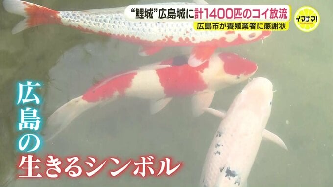 広島カープの由来“鯉城”に計1400匹のニシキゴイを放流「広島城の水面を彩る存在に」大きいサイズは1メートル以上|TBS NEWS DIG