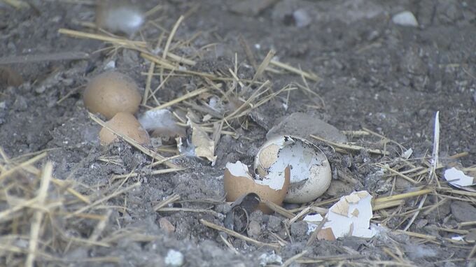 クマに襲われたか ニワトリ4羽が庭で死ぬ ｢エサをやろうと開けたら羽がぶわーっと｣ 岐阜･関市でクマの目撃情報相次ぐ|TBS NEWS DIG