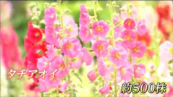 タチアオイが見頃を迎えている　梅雨の時期に咲く色鮮やかな花|TBS NEWS DIG