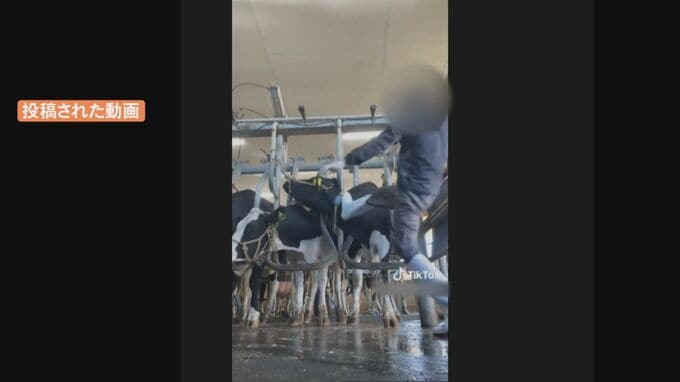 牛を蹴る動画拡散　「虐待した従業員を解雇しろ」取引先にも苦情電話相次ぐ|TBS NEWS DIG