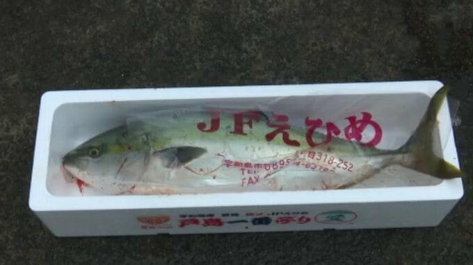 【愛媛】正月用「戸島一番ブリ」出荷最盛期　猛暑乗り越え価格も昨季比3割高|TBS NEWS DIG