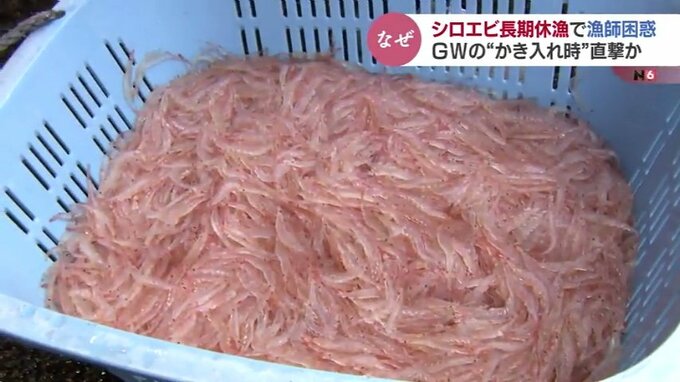 例年の2割「シロエビ漁」記録的な不漁で高値に 地震の影響も調査　富山　|　富山のニュース｜天気・防災｜チューリップテレビ