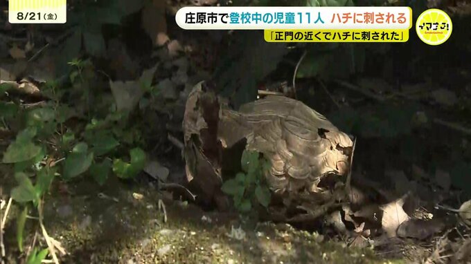 キイロスズメバチか　登校中の児童11人がハチに刺され病院に搬送　いずれも軽傷見込み　児童「８匹ぐらいいた」　広島・庄原市|TBS NEWS DIG
