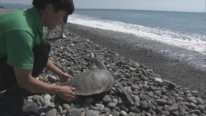 保護したウミガメ　元気に大海原へ　世界ウミガメの日に合わせ放流　三重・熊野市　|　名古屋・愛知・岐阜・三重のニュース【CBC news】 | CBC web