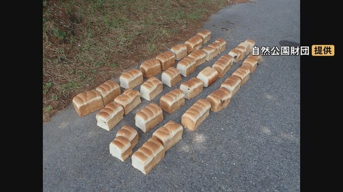 国立公園大山内の県道沿いに連日「大量の食パン」「鶏のレバー」不法投棄…5日にわたり約40キロ　「普通の不法投棄と完全に違う目的」周辺ではクマ目撃情報…餌付けにつながる危険性|TBS NEWS DIG