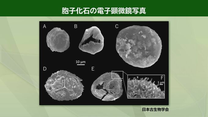 「古生代前期デボン紀の東北地方には草原が広がっていた」研究者も注目の岩手・大船渡市の地層で日本最古の植物化石を発見　|　IBC NEWS | IBC岩手放送