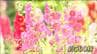 タチアオイが見頃を迎えている　梅雨の時期に咲く色鮮やかな花　|　宮城のニュース│tbc NEWS│tbc東北放送