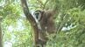 ときわ動物園のシロテテナガザル展示再開　山口・宇部　|　山口のニュース・天気・防災｜tys NEWS｜ｔｙｓテレビ山口