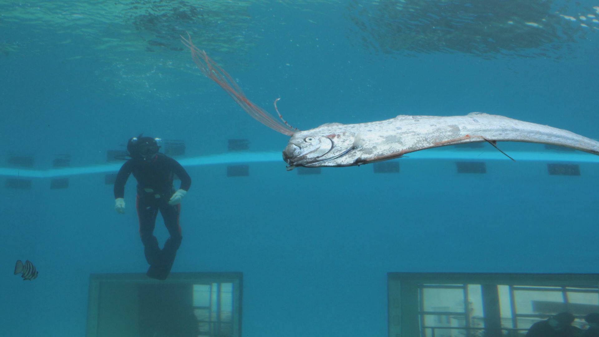 【激レア】リュウグウノツカイ（Regalecus glesne）エタノール標本 定置網漁で獲れた魚はゴールデンウィークの水族館に展示 幻の深海魚