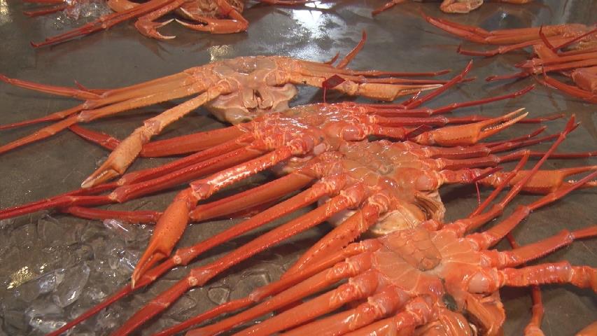 何もない」「全滅」ベニズワイガニの本場を地震が直撃 カニを捕獲する